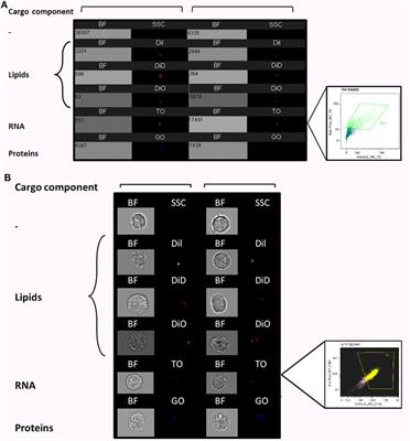 Monitoring Extracellular Vesicle Cargo Active Uptake by Imaging Flow Cytometry